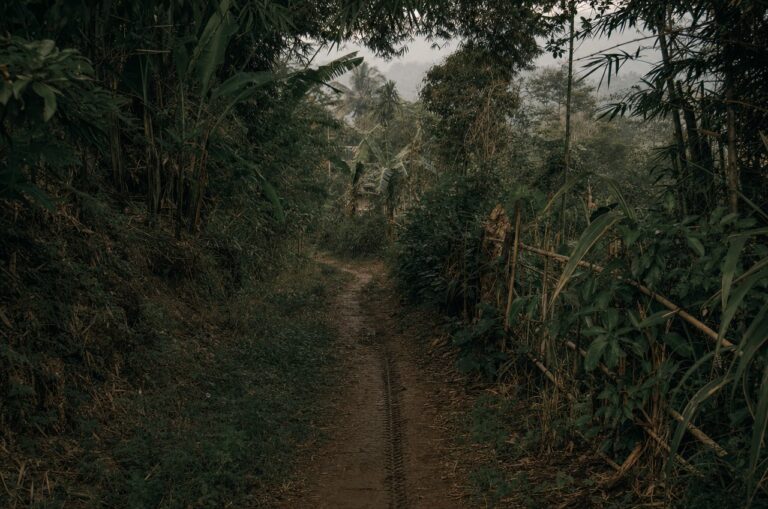 A narrow overgrown trail disappearing into dense brush
